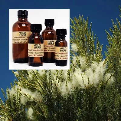 TEA TREE ESSENTIAL OIL |Organic Pure Undiluted| Wholesale Prices | .5 To 32 Oz • $15