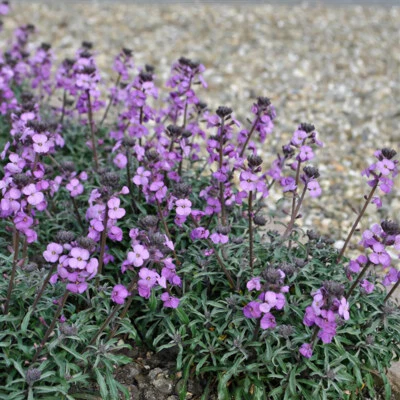 £9.95 • Buy Erysimum 'Bowles Me Away'. XL Plug Plants X 3. Purple Wallflower. Evergreen