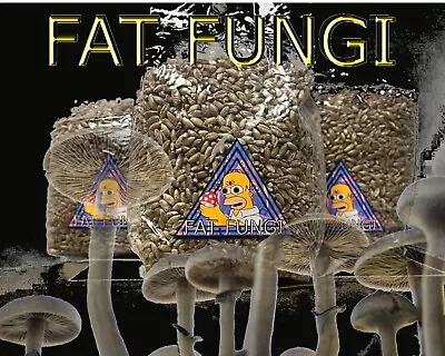 750G - 4Kg + Sterile Organic Rye Grain Spawn - Mushroom Growing Kit Inject Port • £10.70