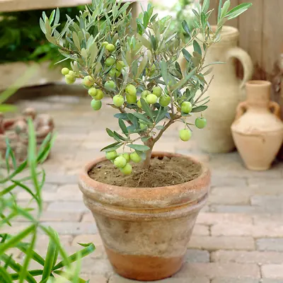 Olea Europaea Olive Tree - Premium Healthy Indoor Evergreen Fruit Plant 14cm Pot • £17.99