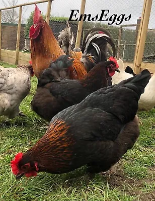 French Copper Maran Large Fowl Hatching Eggs X6 Fertile Chickens. • £13.50