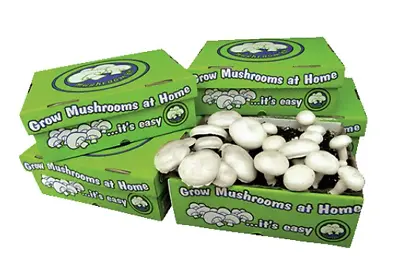 Mushroom Grow White Button Kit Oyster Bag Block Mushrooms Ready Spawn Gourmet • $59.50
