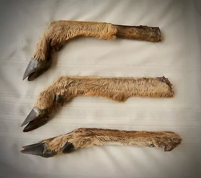 Lot Of 3 Deer Leg Bones • $34