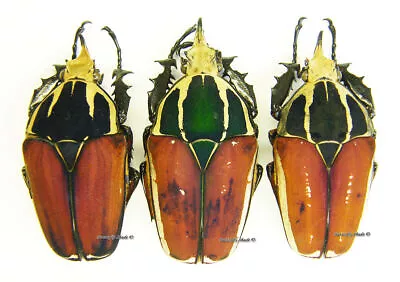 Unmounted Beetle/Cetoniidae - Mecynorrhina Torquata Ugandensis TRIO 2 • $63.63
