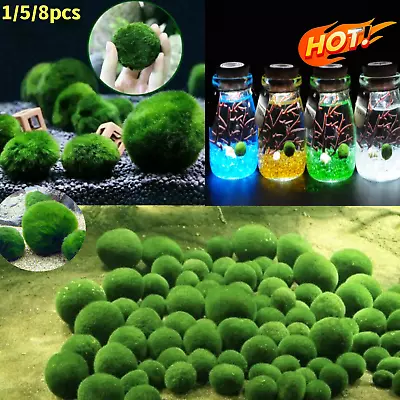 1-10pcs Marimo Moss Ball Cladophora Aquarium Plant Fish Aquarium Deco Algae. • $3.61