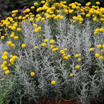 1 Litre Santolina Chamaecyparissus 'Cotton Lavender' Dwarf Evergreen • £6.50