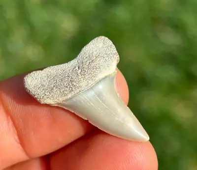 GEM! 1.10  Mako White Shark Tooth Teeth Fossil Sharks Necklace Jaws Jaw Meg • $11.99