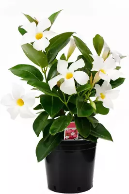 Live White Dipladenia Mandevilla Plant With Fragrant Flowers Plant Pot For Home • $48.24