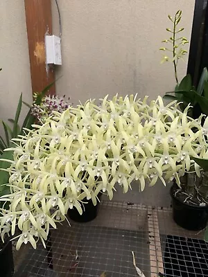 $150 • Buy Orchid Dendrobium Speciosum  National White  X  Ted 