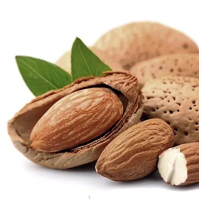 $22.49 • Buy Almond Tropical Fruit Tree Nut Mollar De Tarragona Varieties Hard Shell