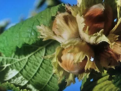 2 American Hazelnut (Filbert) Tree 14+inch Fast Growing Nut Shrub Live Tree • $29.79