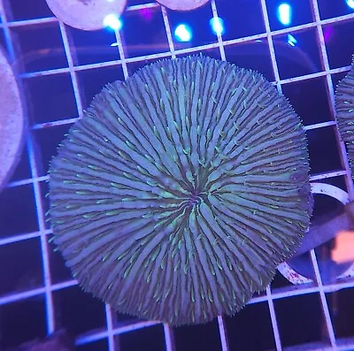 Live Coral Robbie's Coral Aquacultured Ultra Green Plate Coral WYSIWYG 3 -3.5  • $37.99