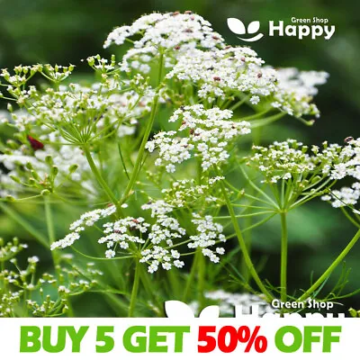 CARAWAY - 1200 SEEDS - Meridian Fennel - CARUM CARAVI - Herb Garden Farm Seeds • £1.99