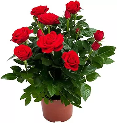 Bright Red Rose Bush Large Flowers Rose Rose Plants Live Ready To Plant Outdoors • $17.30