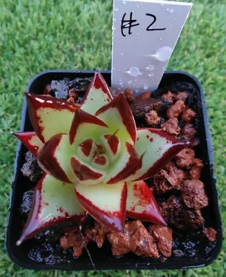 Echeveria Agavoides Ebony  Long Leaves 6cm Diameter • $35