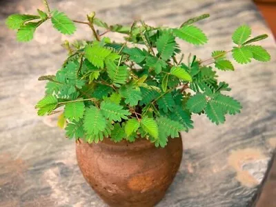 Mimosa Pudica Seeds Sensitive Plant Seeds Shy Plant Touch Me Not Seeds • £1.89