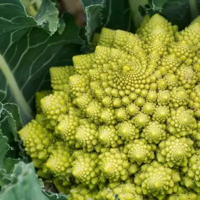 Broccoli- Romanesco 90 Seeds | TSC: Heirloom & OP Seeds Non-GMO Untreated) • $3.24