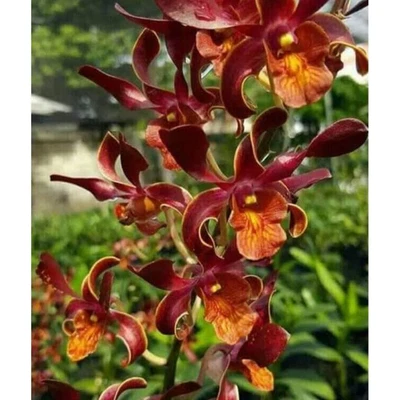 $27 • Buy ORCHID  - Dendrobium (Cobra X Lasianthera) - MERICLONE