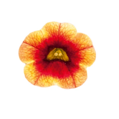 £13.99 • Buy Calibrachoa PortuCal Trailing Orange Red - 6 Starter Plants Perfect For Baskets.