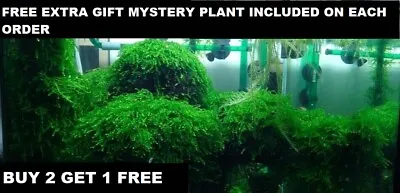 BUY 2 GET 1 FREE Live Aquarium Plant Aquatic Plants Java Moss Planted Tank Fish • $7.99