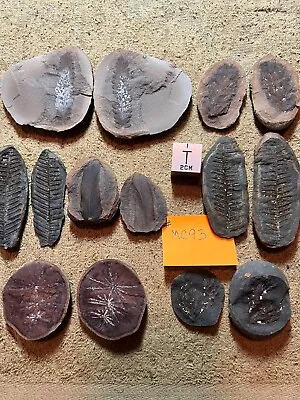 Mazon Creek Fossils !!   Lot Of 7 Pairs Of Plants !!   See Photos !! #MC93 • $55