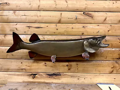 Real Skin Mount Musky Northern Pike Walleye Muskey Fish Taxidermy FD12 • $449