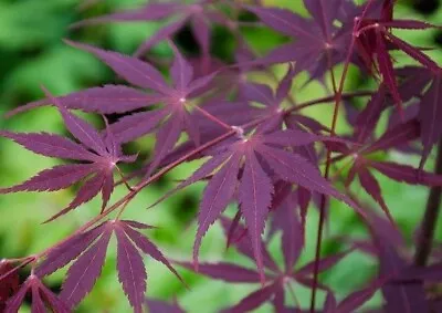 Acer Palmatum  Raigo Ji In 9cm Pot  Maple • £15.75