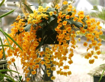 $13.50 • Buy ORCHID - Dendrobium Lindleyi (Syn: Aggregatum)  SPECTACULAR  SPECIES