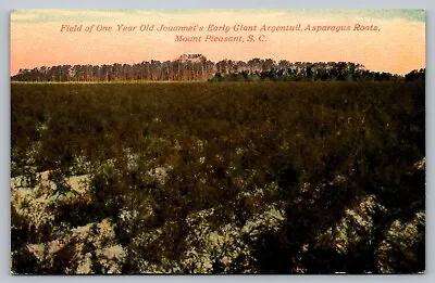 Postcard Field Of Jouannets Early Giant Argentuil Asparagus Mount Pleasant SC • $19.95