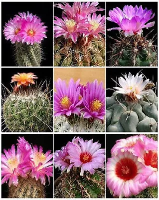 THELOCACTUS VARIETY MIX Exotic Mixed Cacti Rare Flowering Cactus Seed 25 SEEDS • $8.99