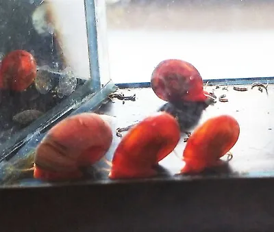£7.99 • Buy 12 X Ramshorn Snails Clean Up Crew Shrimp Tank Aquarium Pond  UK