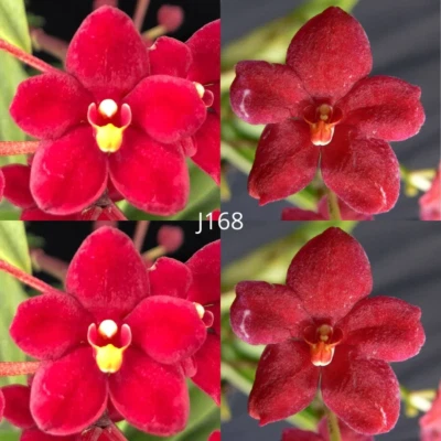 $13.50 • Buy Sarcochilus Orchid Seedling. J168 (Kulnura Drive '4 Black' X Kulnura Dazzel 'Dee