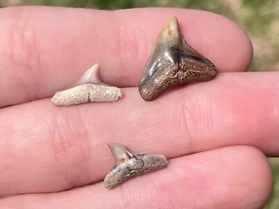 Peru Fossil Sharks Teeth LOT Of 3 Pliocene Megalodon Era • $9.99