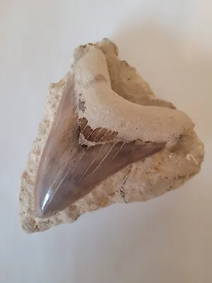 Megalodon Shark Tooth Fossil • £250