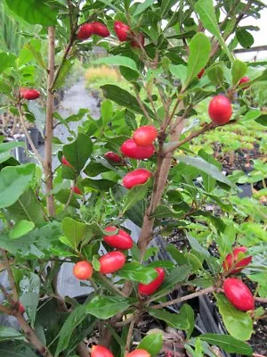 (On Backorder) Miracle Fruit Tree Plant - 1 Gallon • $44.95