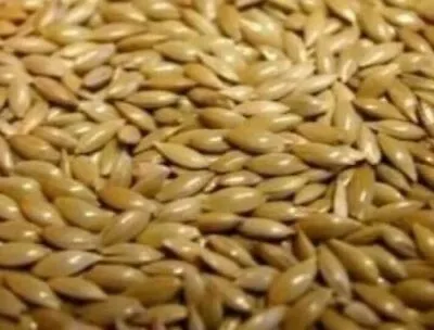  Plain Canary Seed (COMPLETE CANARY FOOD)1-5kg • £4.99