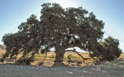 Coast Live Oak - California Live Oak - 25 Acorns 2023 - USA • $6.99