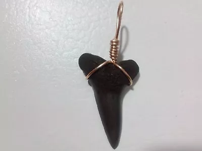 Jet Black 1.7 Mako Sharks Tooth Pendant With Gold Filled Wire Wrap Bail • $21.99