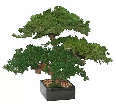 Artificial Triple Trunk Preserved Bonsai Tree Monterey Juniper 18  H Home Decor • $459.95