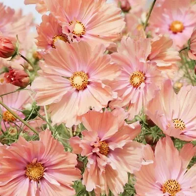 25 Apricotta Cosmos Seeds • £2.39