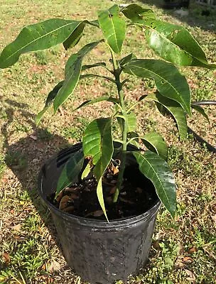 1 Plant Venus Seedling Mango Tropical Fruit 10”-14” Tall Plant • $11