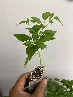 £3.99 • Buy Basket Of Fire Chilli Plants, Flower Bud Appeared, Hot And White Chilli Plants
