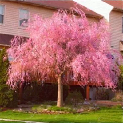 20 SEEDS Japanese Weeping Sakura Tree Cherry Blossom Flower Rare Exotic Garden • $6.99