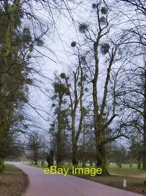 Photo 6x4 Avenue Of Lime Trees With Mistletoe In Bushy Park For Some Reas C2011 • £2