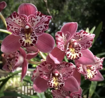 Cymbidium. Strathdon ‘ Cooksbridge Fantasy’ • $55