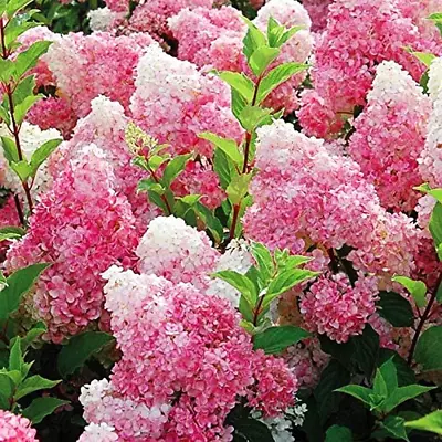50 Vanilla Strawberry Hydrangea Flower Seeds For Planting In Pot Or Ground Easy • $19.99
