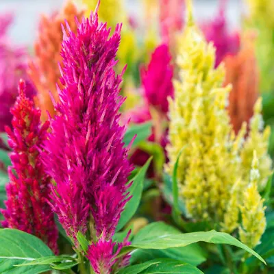 50 Rainbow Celosia Seeds Colourful British Cockscomb Plume Garden Flower To Grow • £3.49