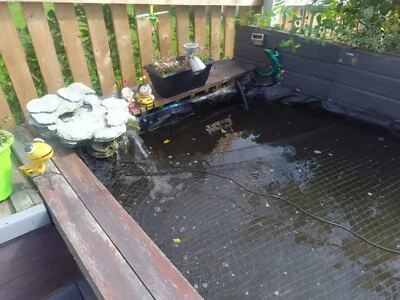 £50 • Buy Full Koi Carp & Koi Ghost Set Up