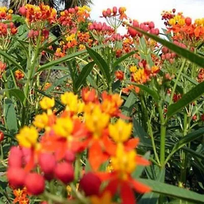 Butterfly Weed-Tropical Milkweed- 100 Seeds- BOGO 50% Off SALE • $3.79