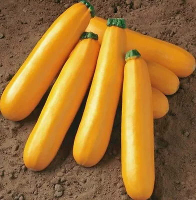 Zucchini GOLDEN 10Seeds HEIRLOOM Vegetable Garden Courgette Zuchinni Squash • $3.66